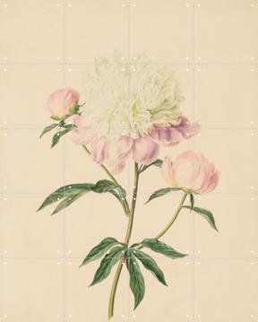 'Peony' par Gerard van Spaendonck & Het Noordbrabants Museum