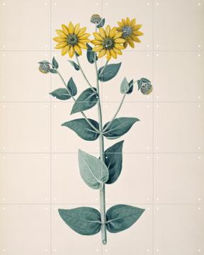 'Sunflower' par Frederick Polydore Nodder & Natural History Museum