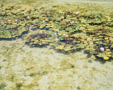 'Green Water Lilies' by Pati Photography