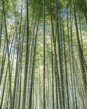 'Bamboo Forest' by Photolovers