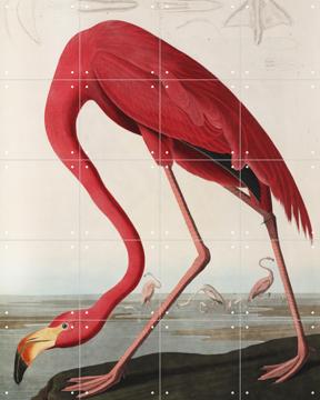 'Flamingo' van John James Audubon & Natural History Museum