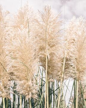 'Boho Palm Grass' van Pati Photography