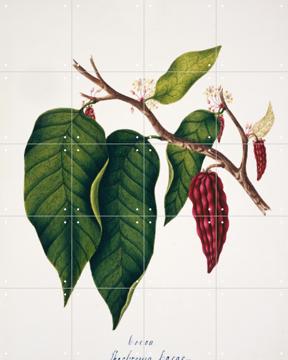 'Theobroma Cacao Plate 48' van Natural History Museum